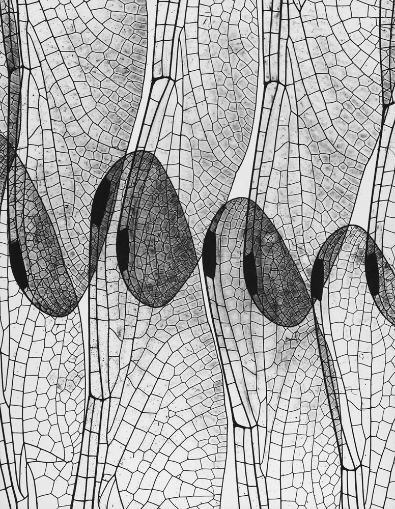 Andreas Feininger, Dragonfly Wing,&nbsp;1937